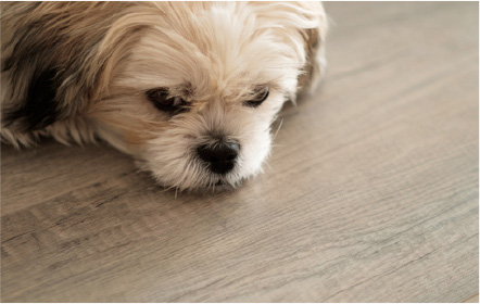 solid-oak-flooring-home